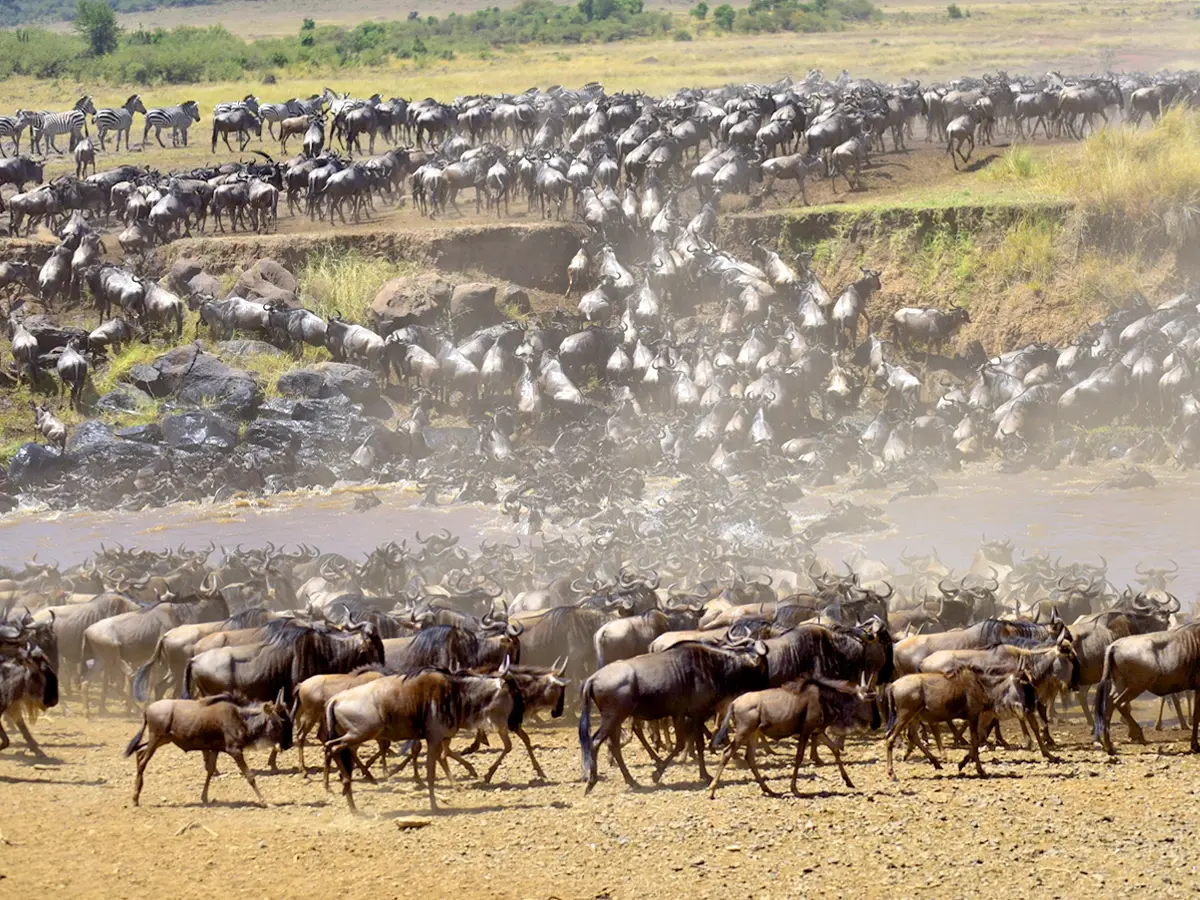 Great Migration safari