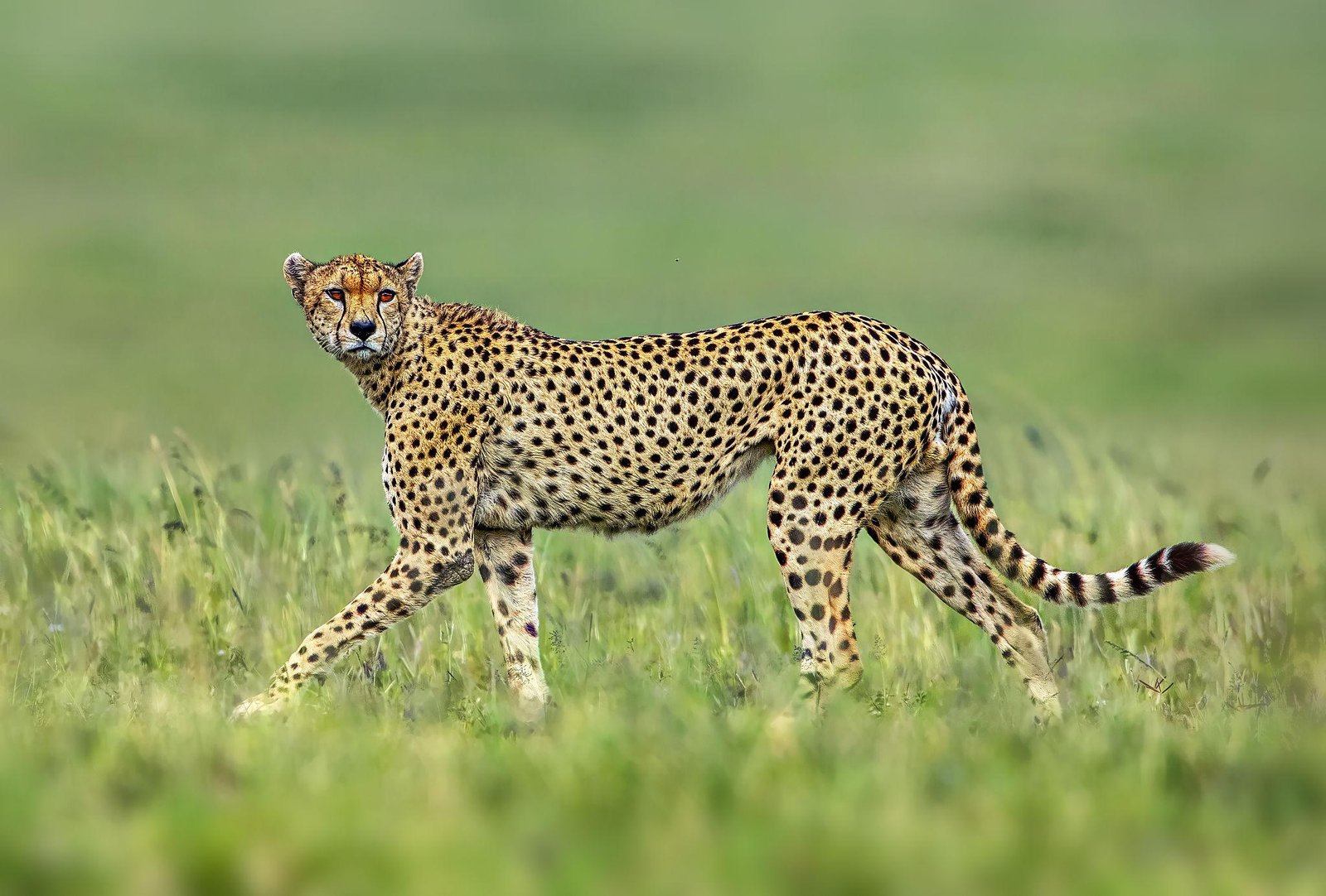Tanzania wildlife safari