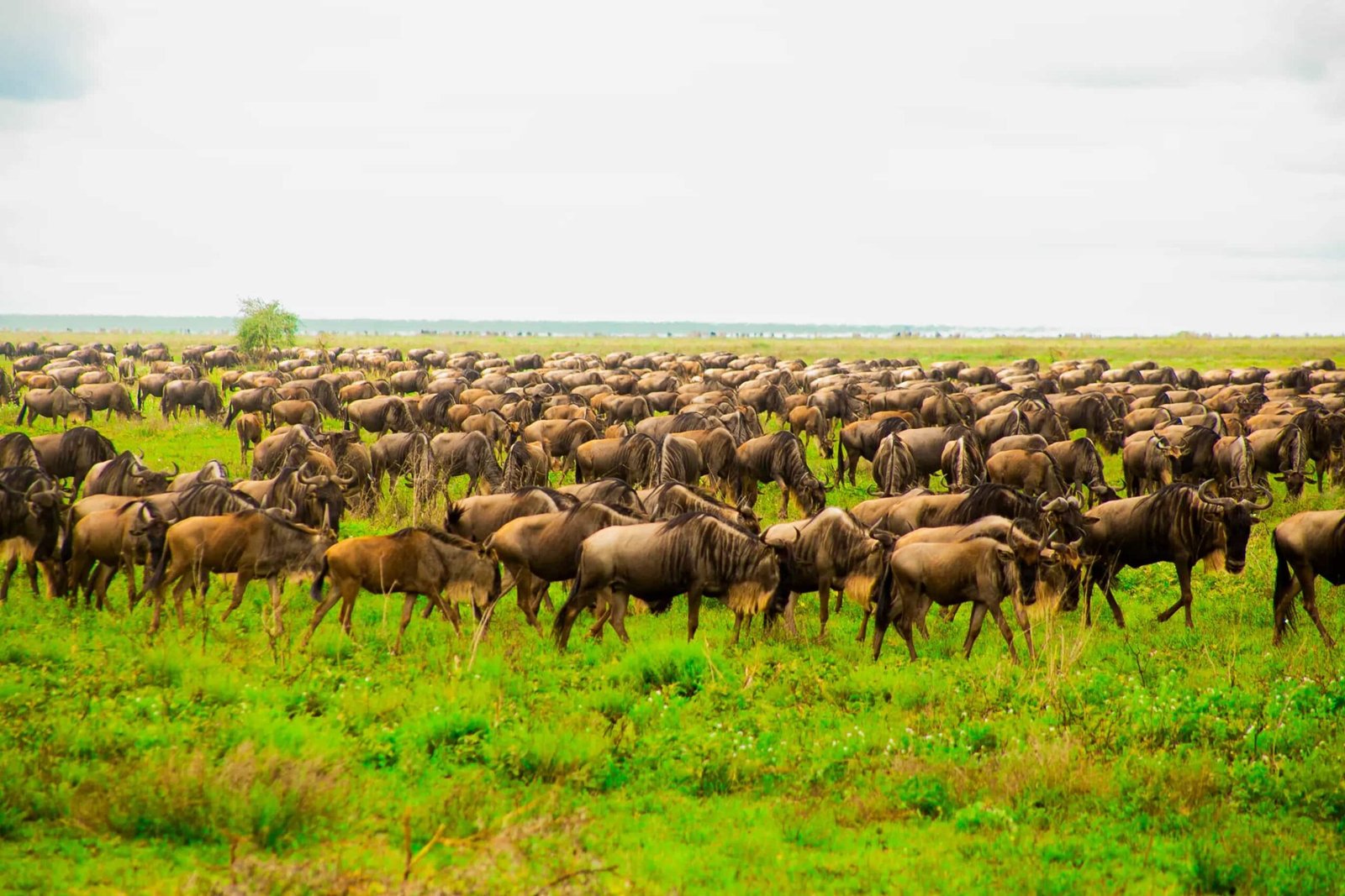 Great Migration safari in Serengeti