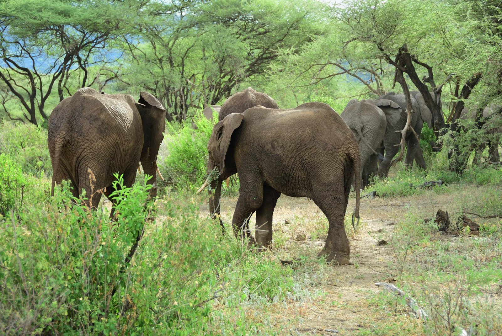 Family safari in Tanzania