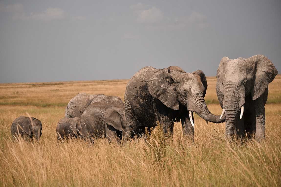Tanzania family safari