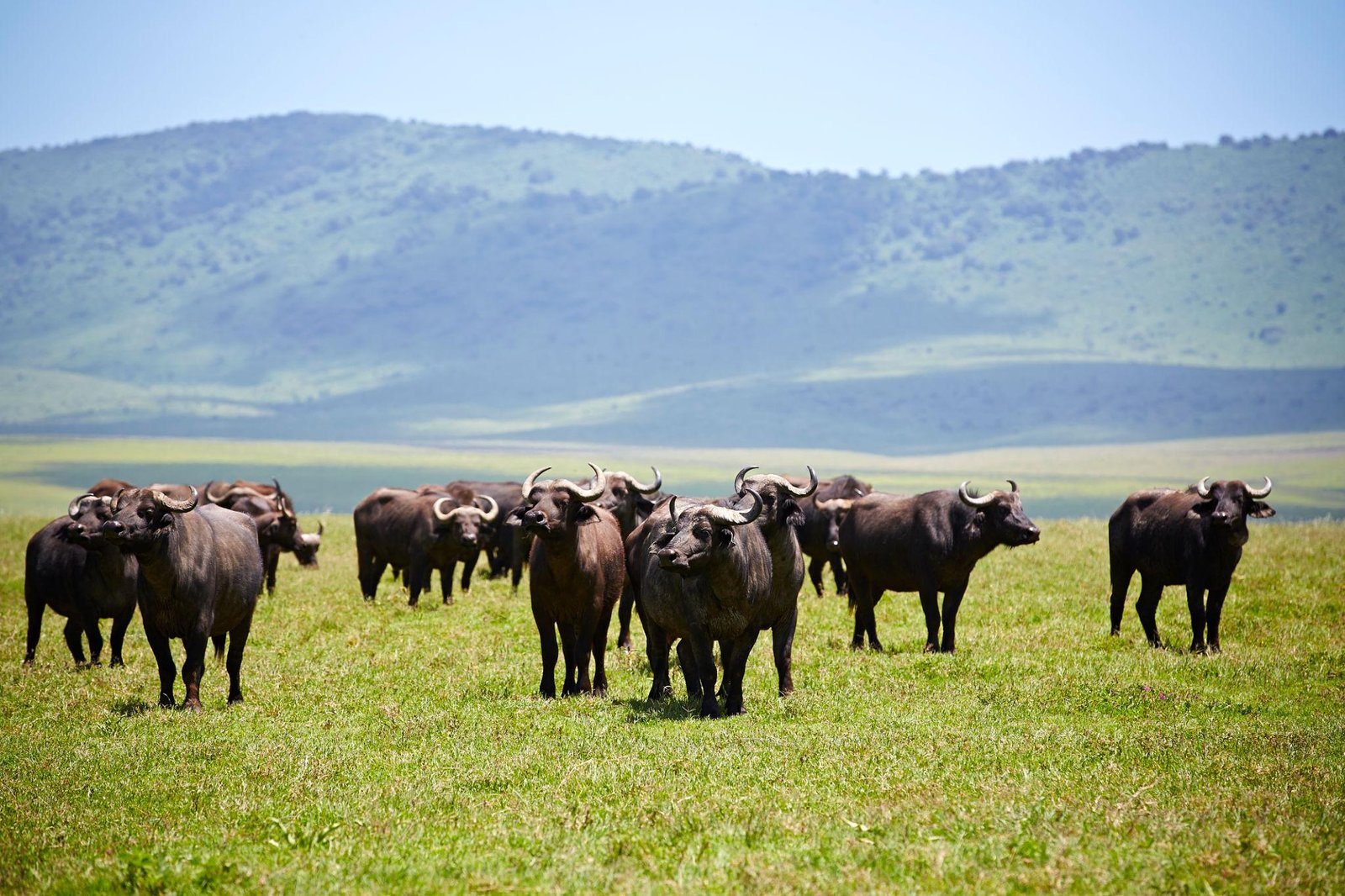 Tanzania wildlife safari